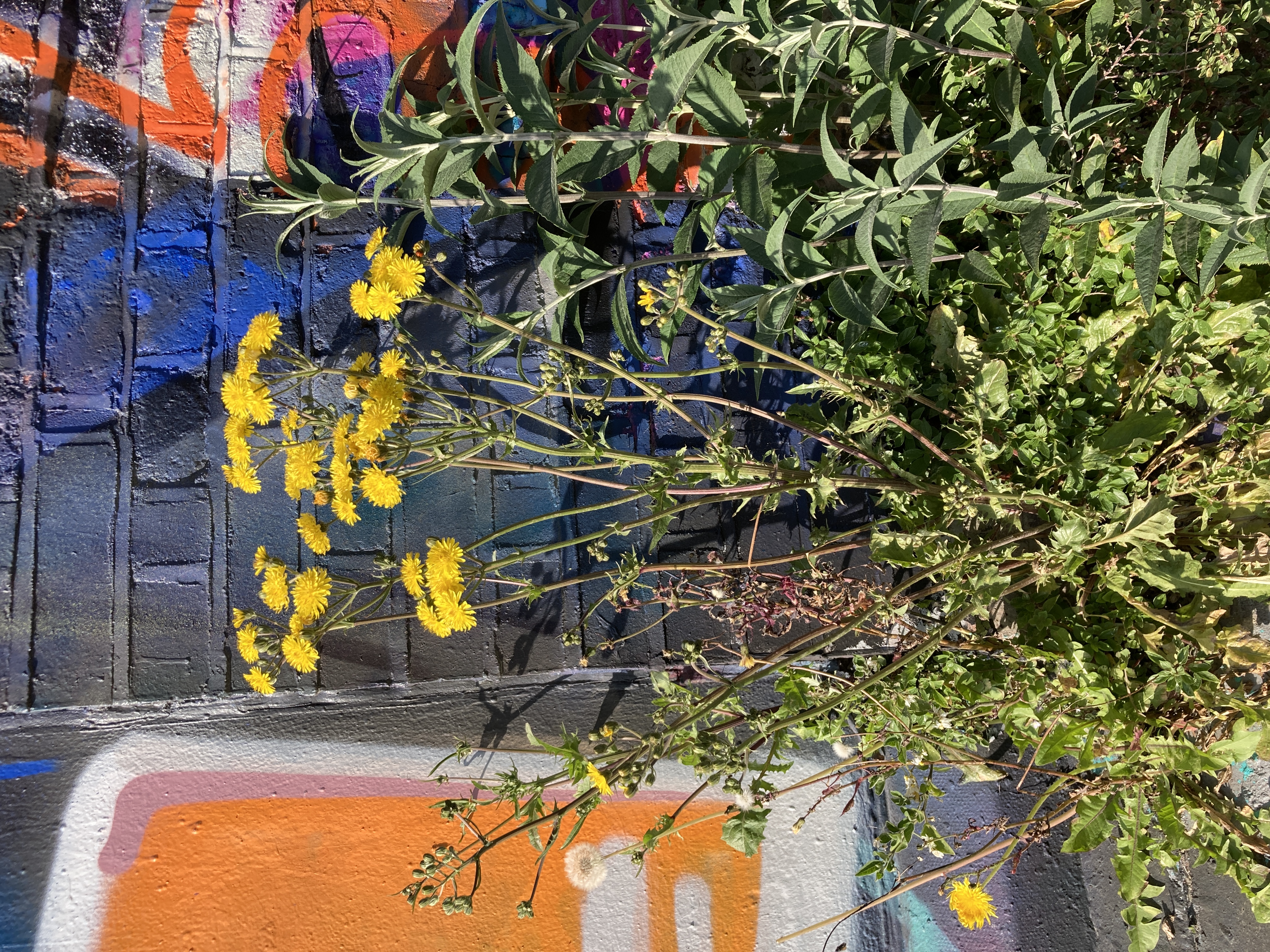 Graffiti Flowers