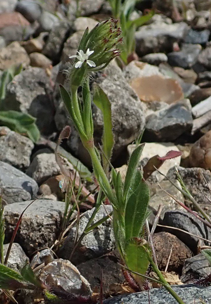  Small-flowered Catchfly