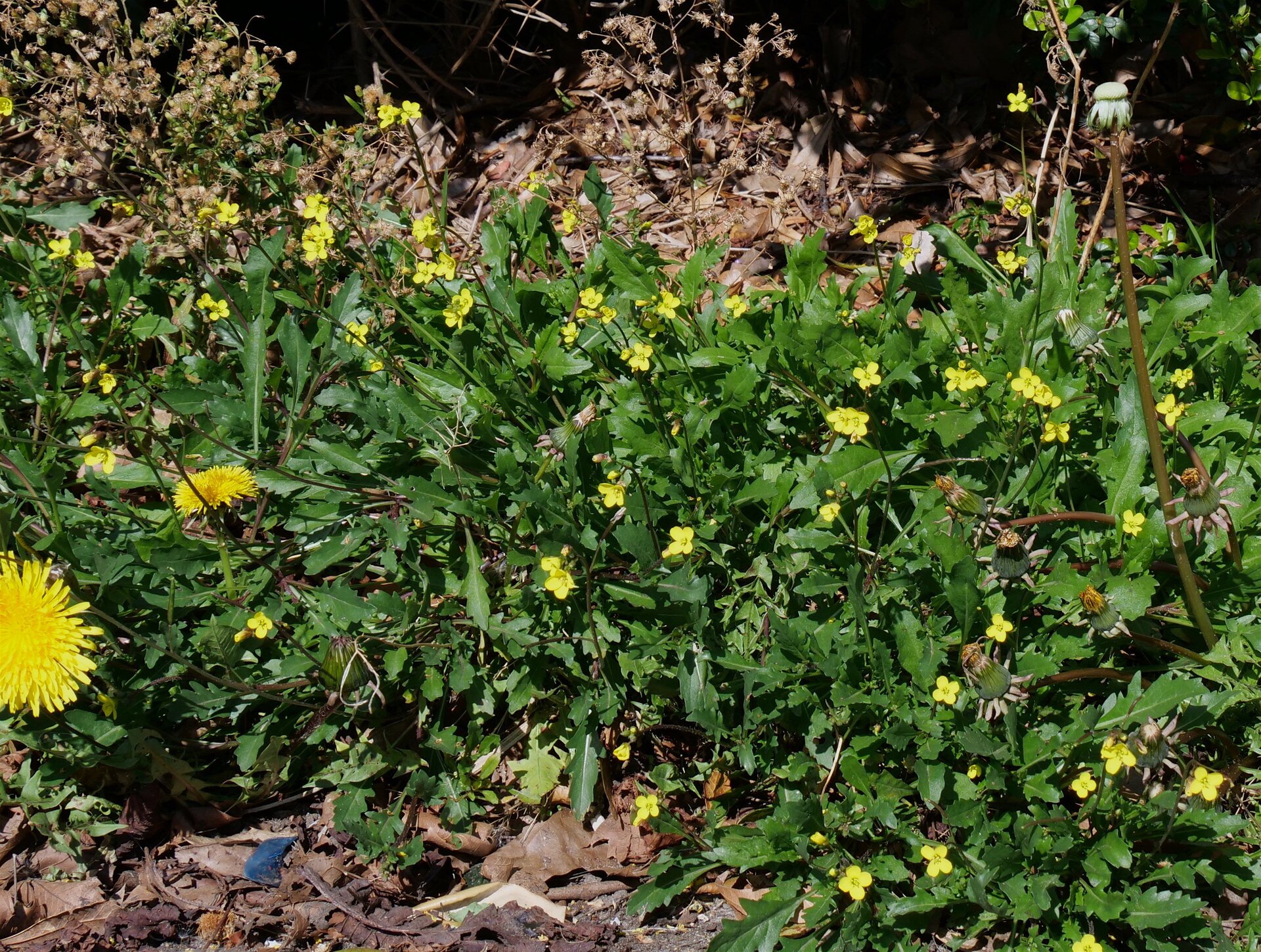 Annual Wall Rocket