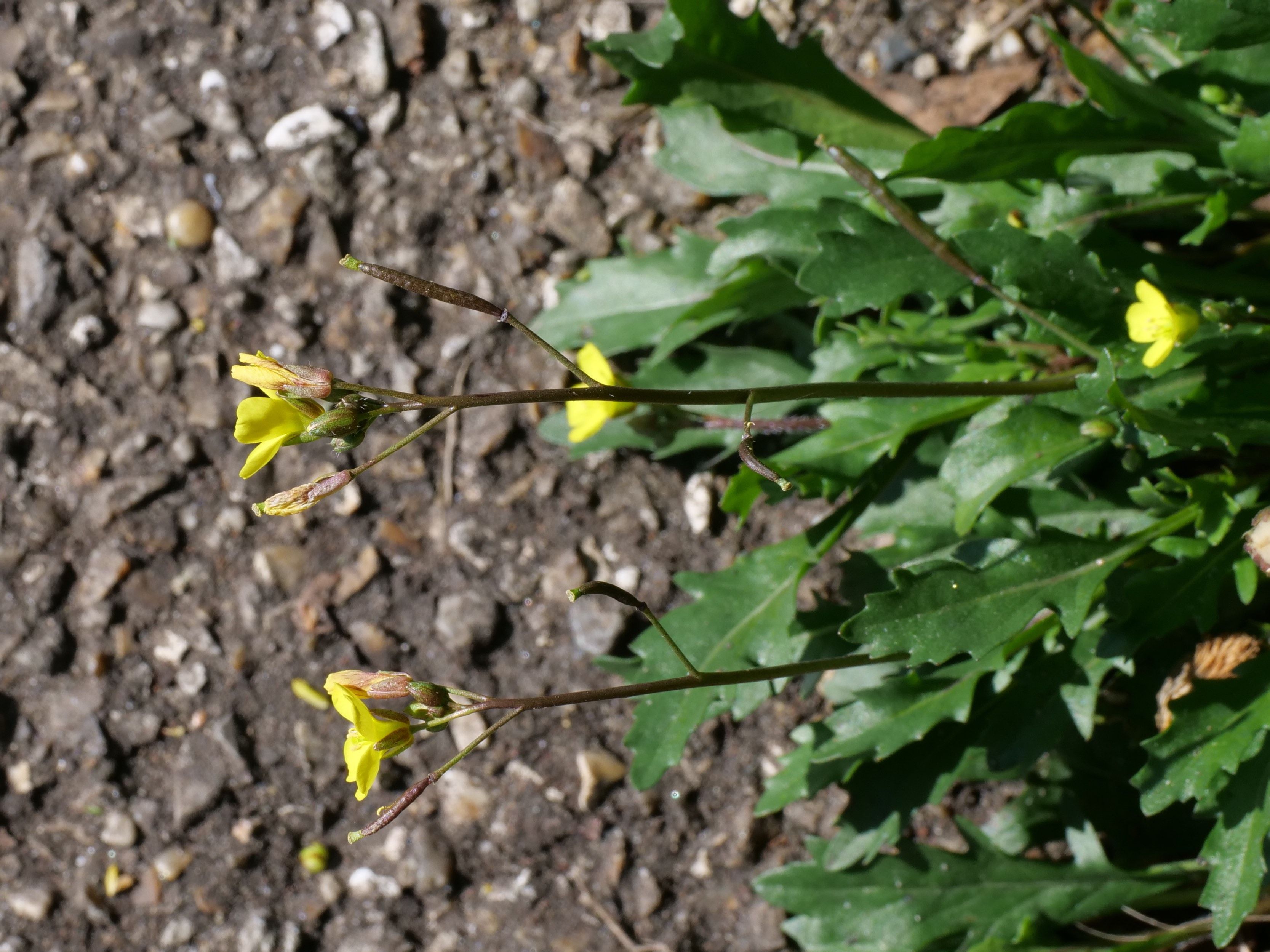 Annual Wall Rocket