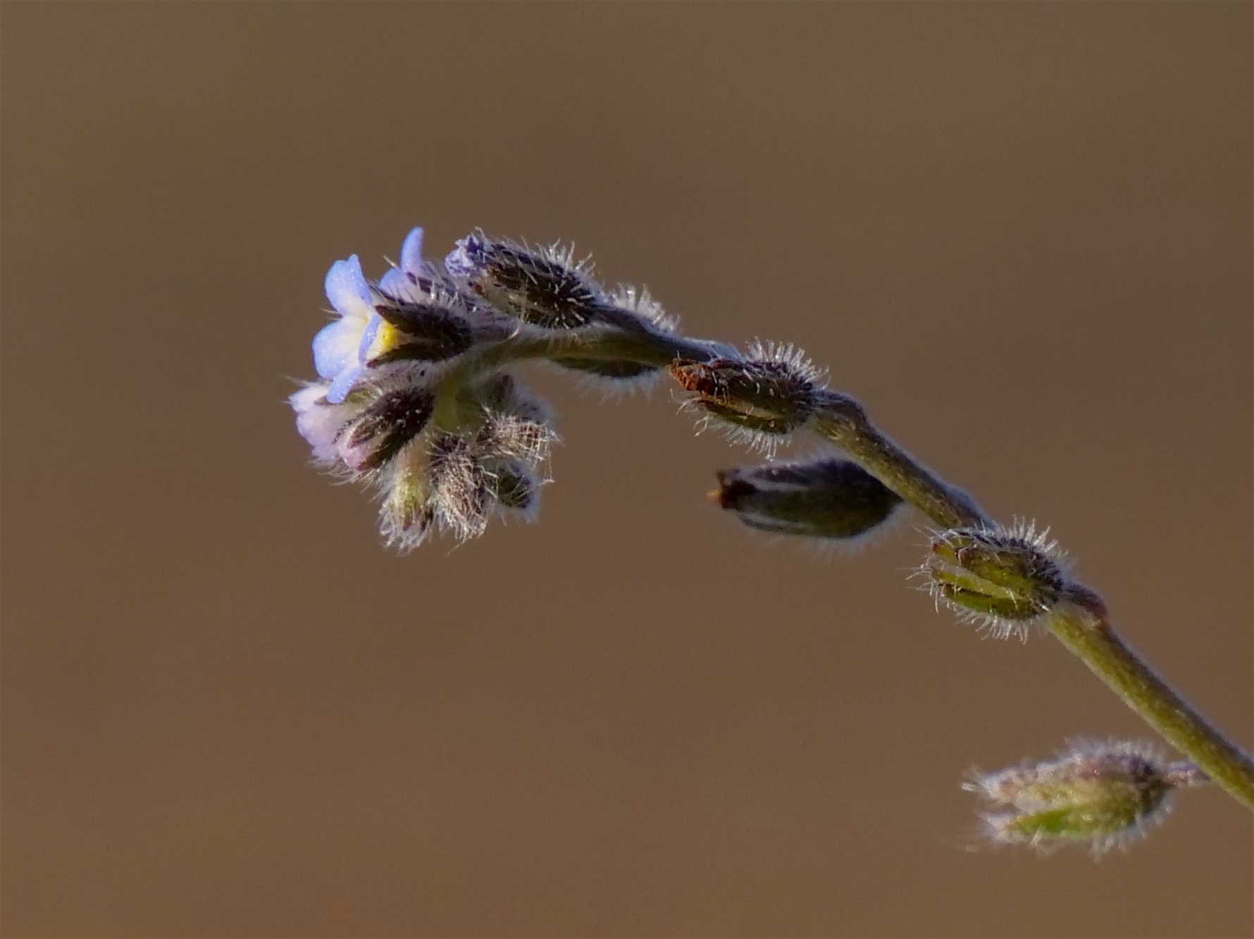 Forget-me-not