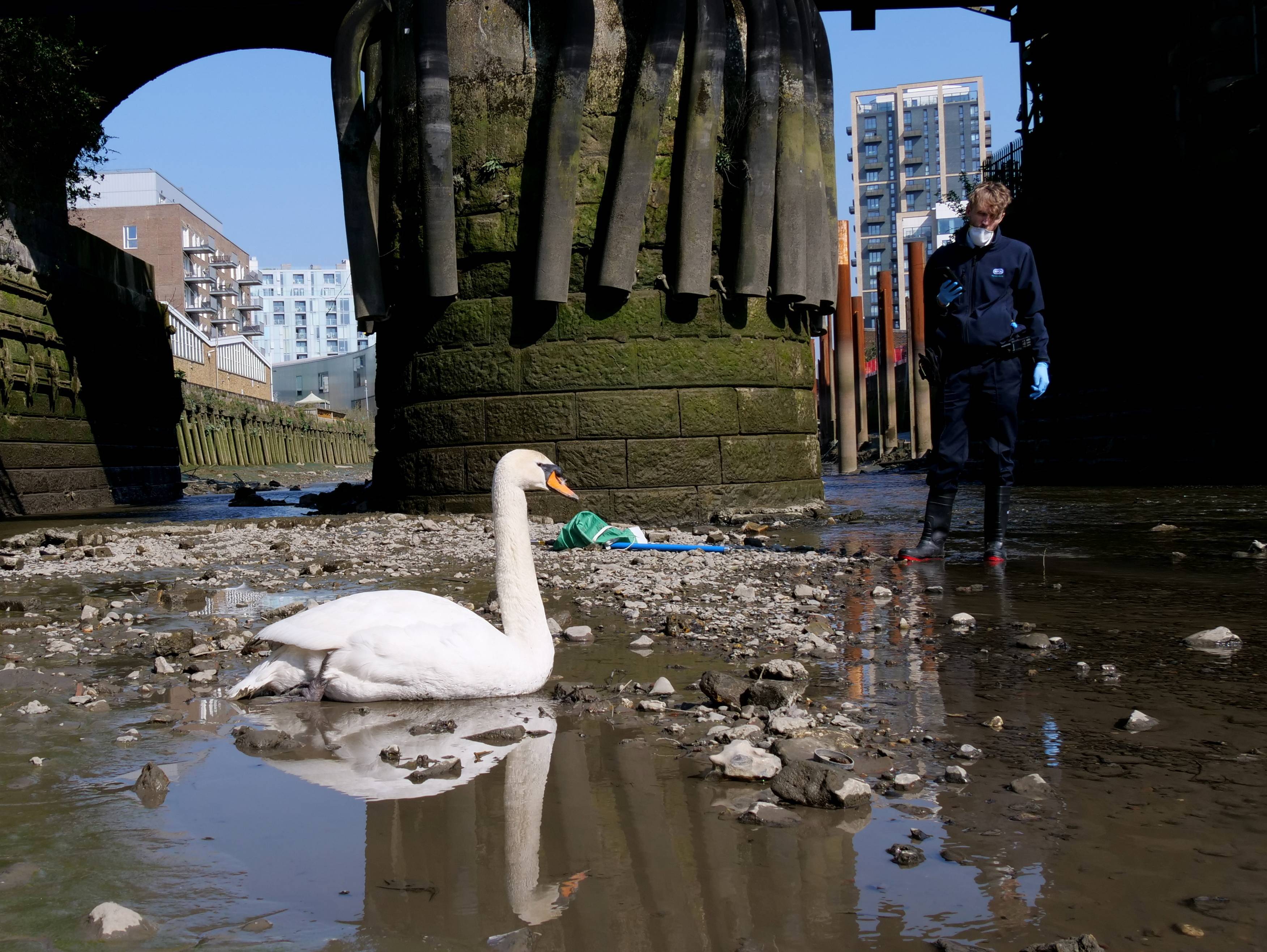 An injured swan