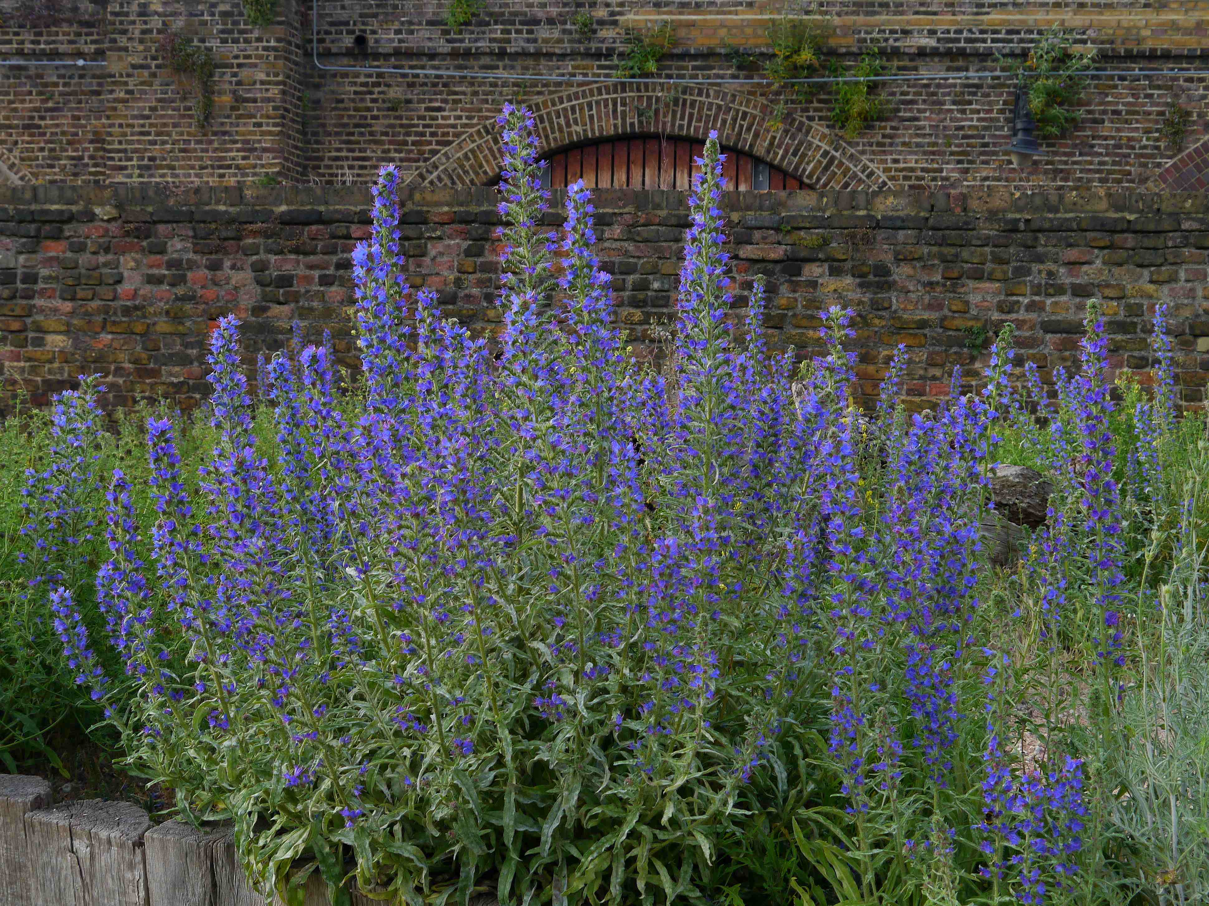 Vipers Bugloss