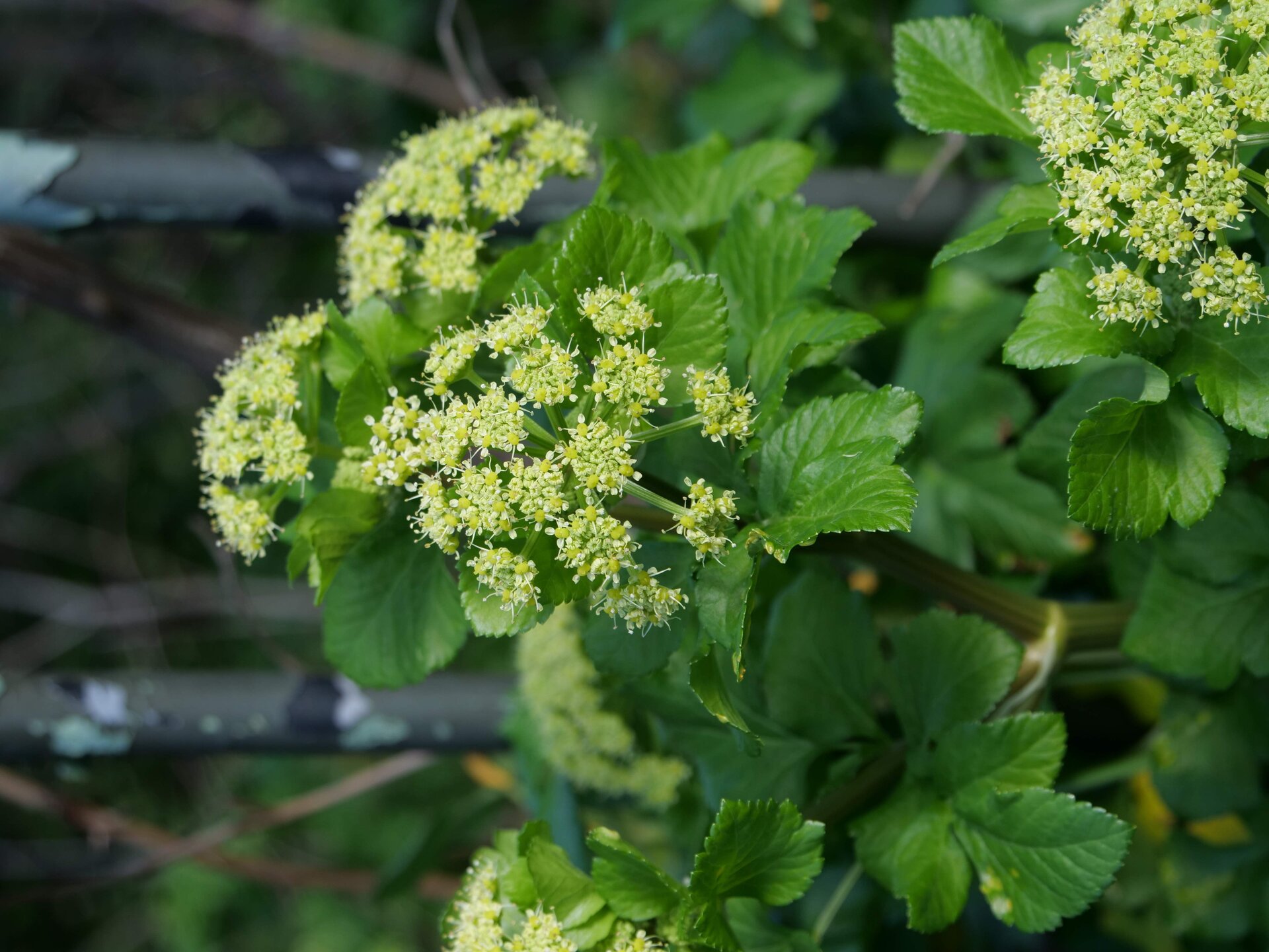 Flowers at Glenville Grove