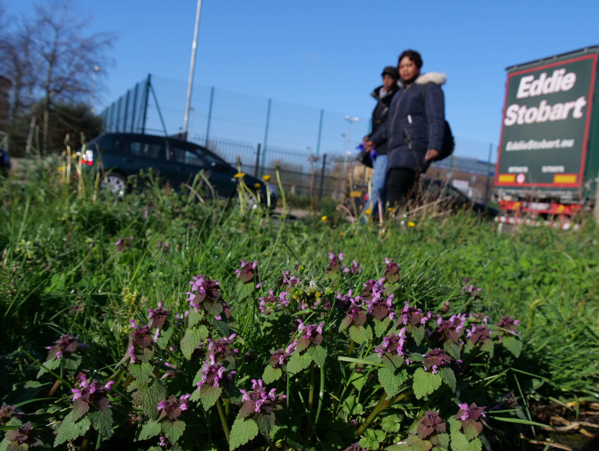 Red Dead Nettle