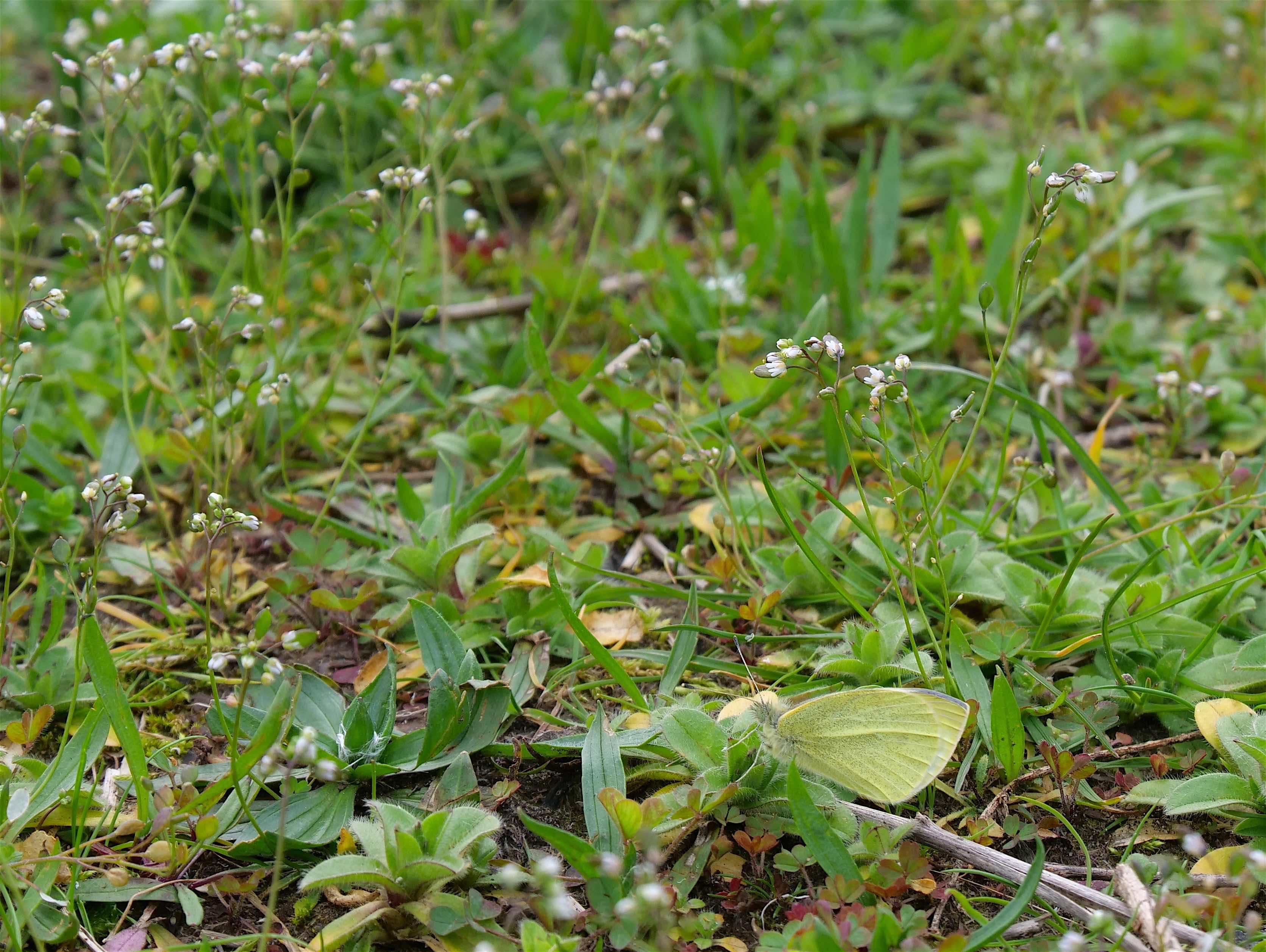 Small White