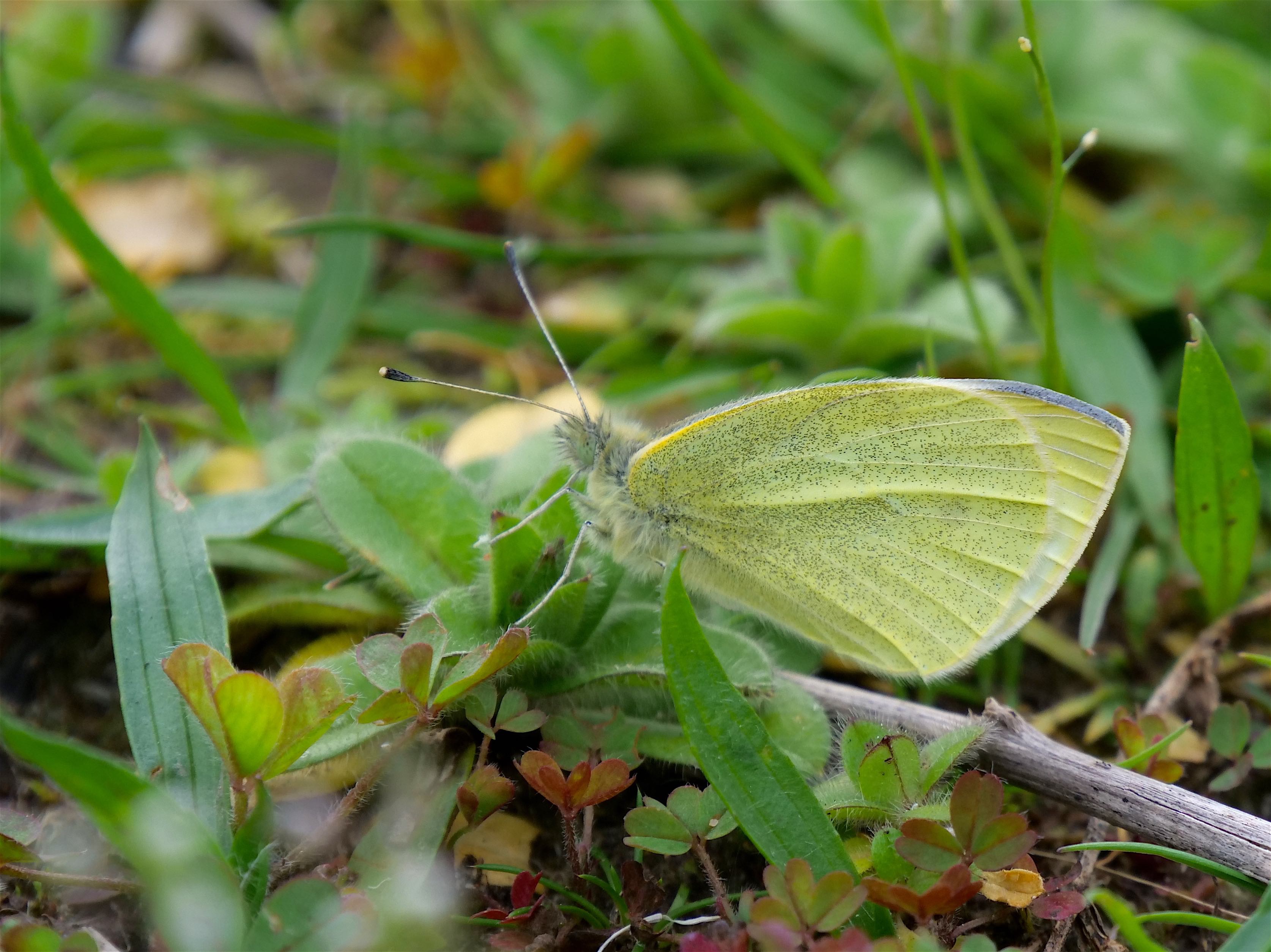 Small White