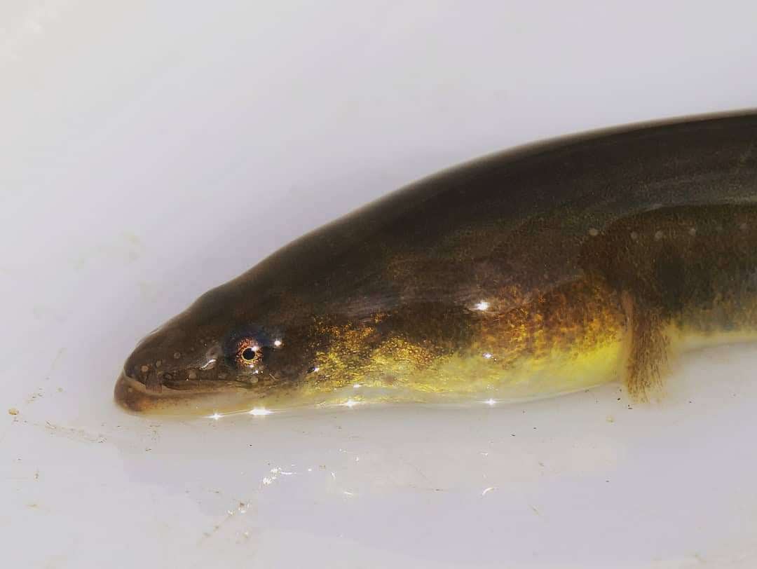 The Critically Endangered European Eel