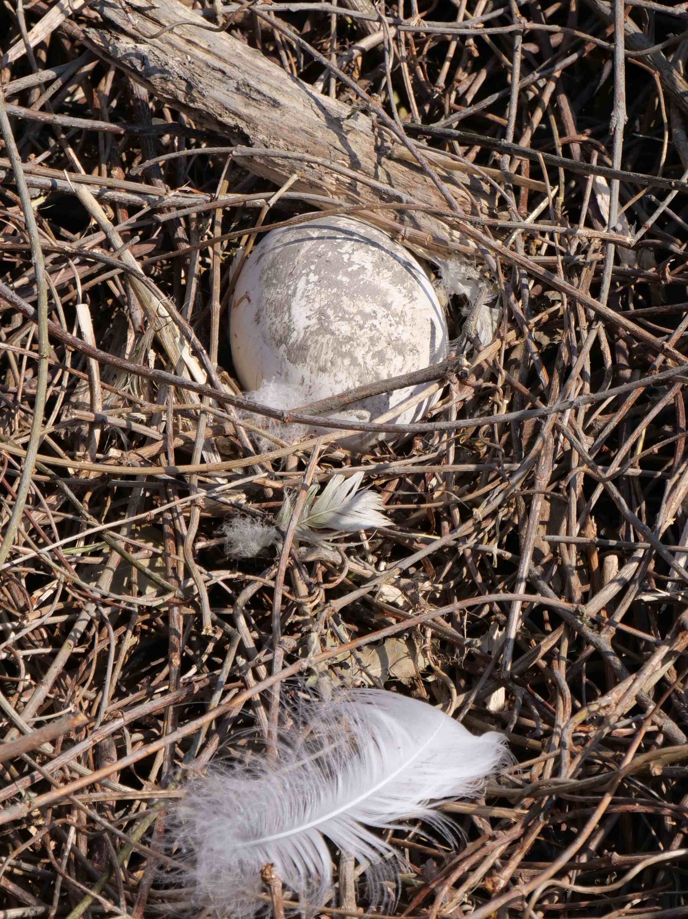 a swan egg