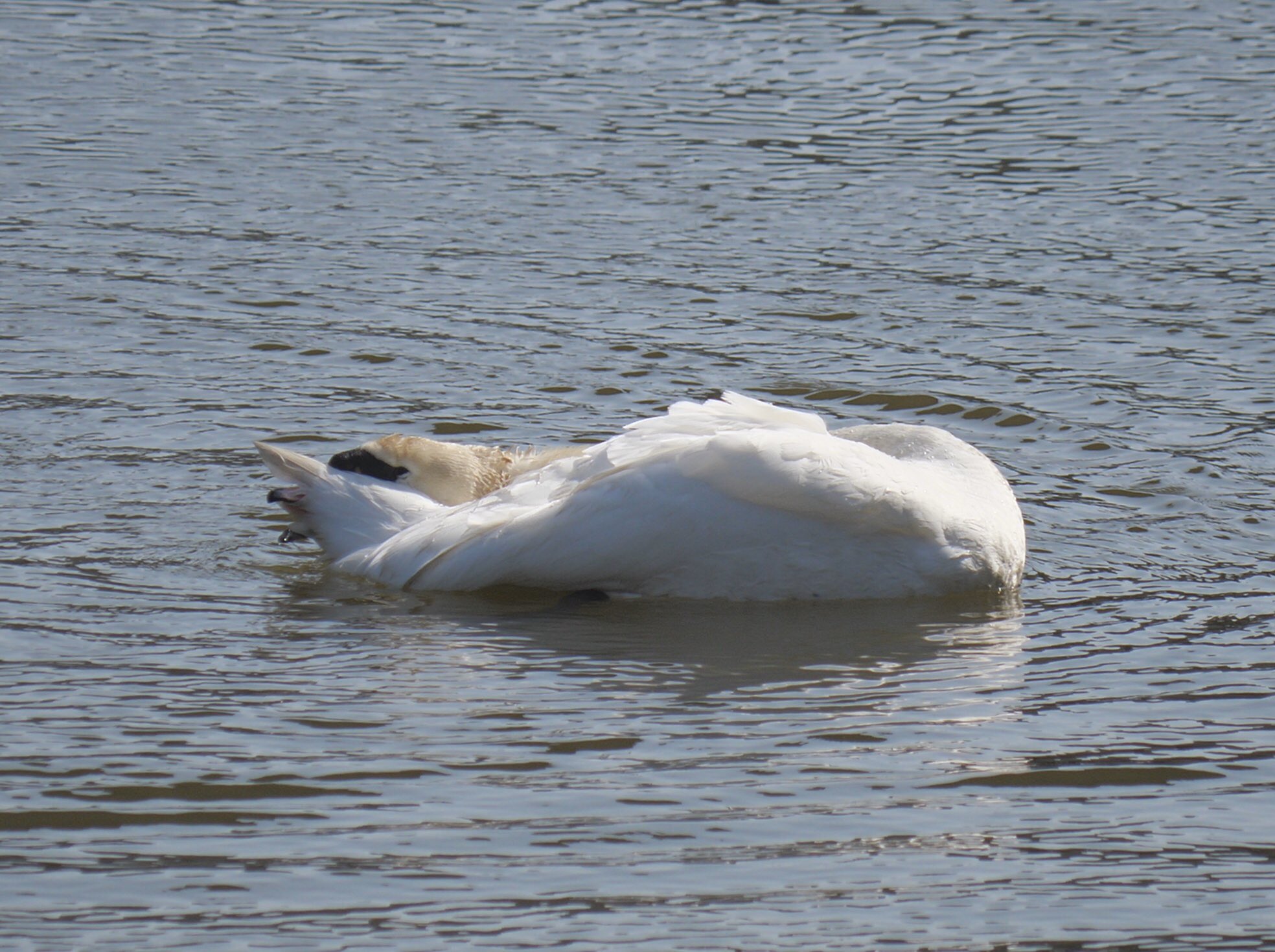 A swan in the creek