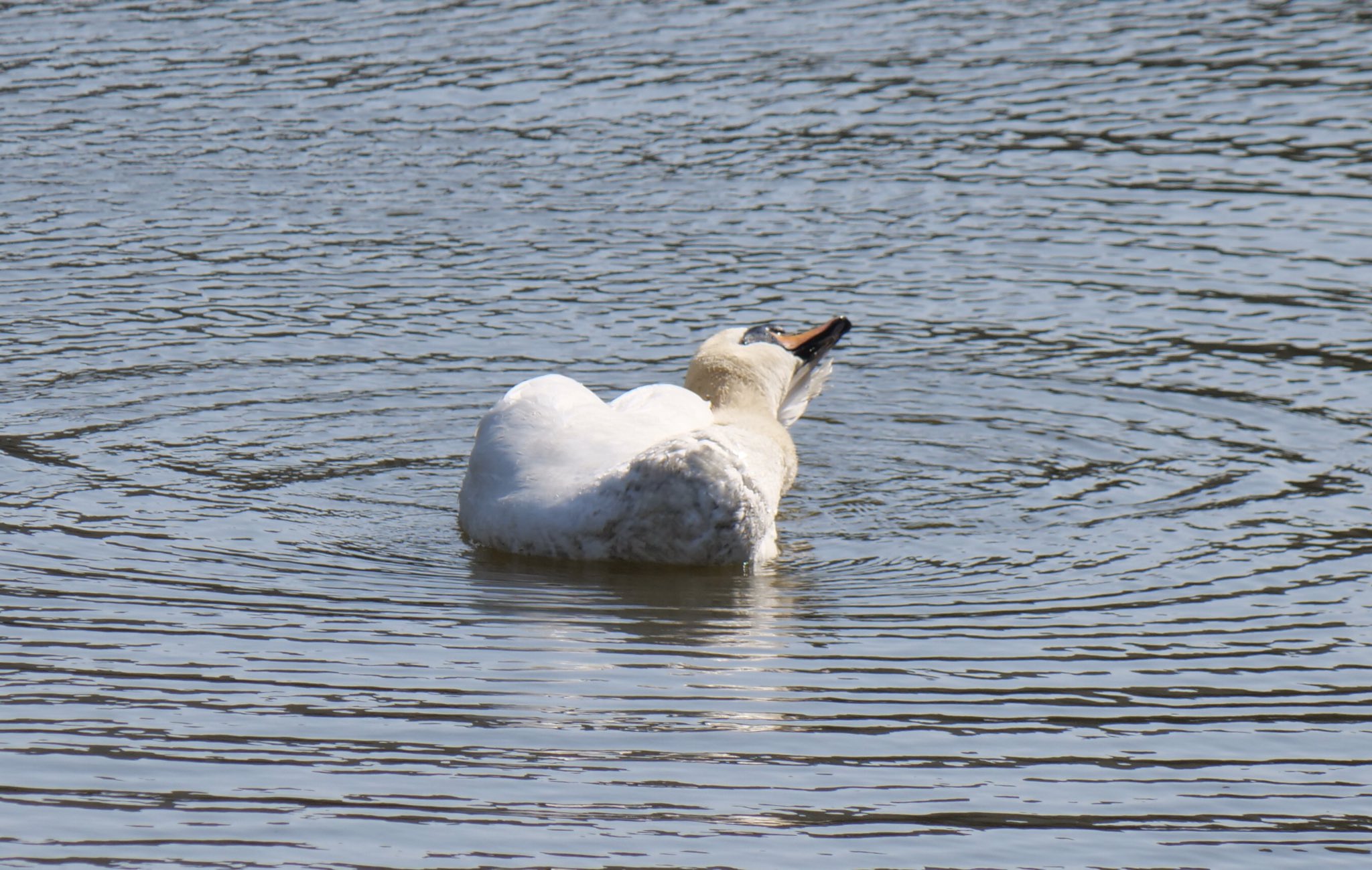 Swan in the creek