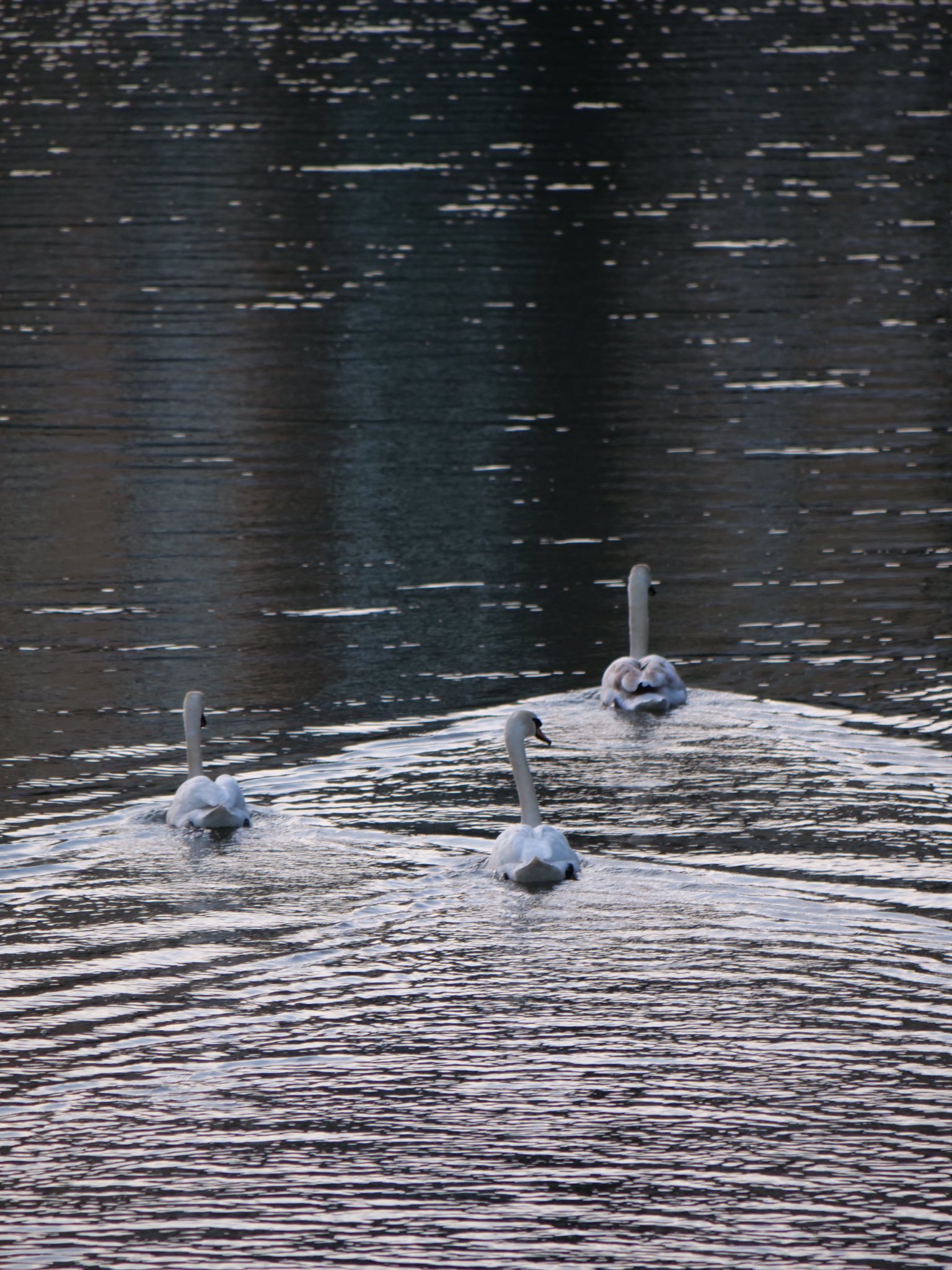 Swans in the creek