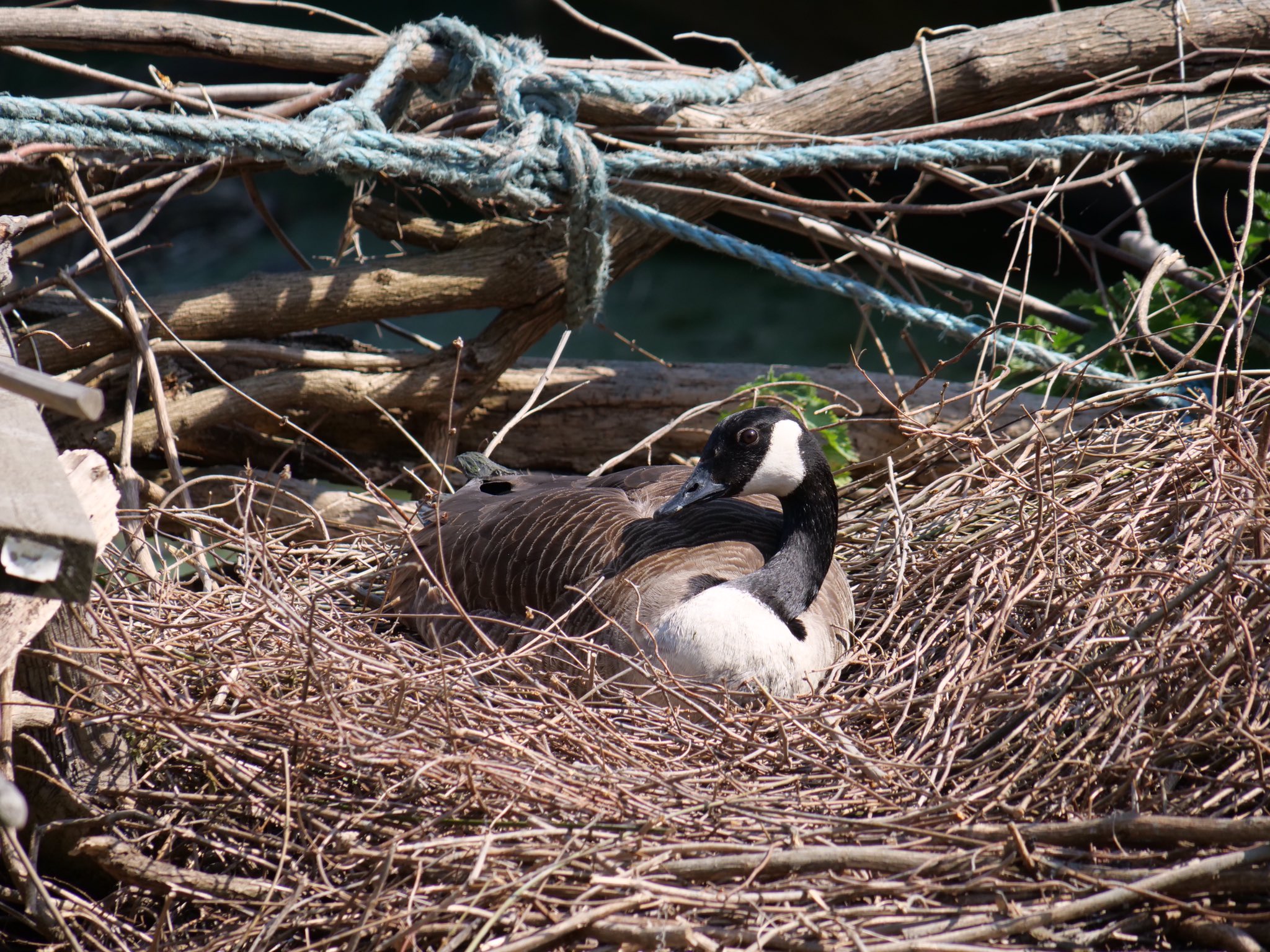 an Ugly Gosling situation