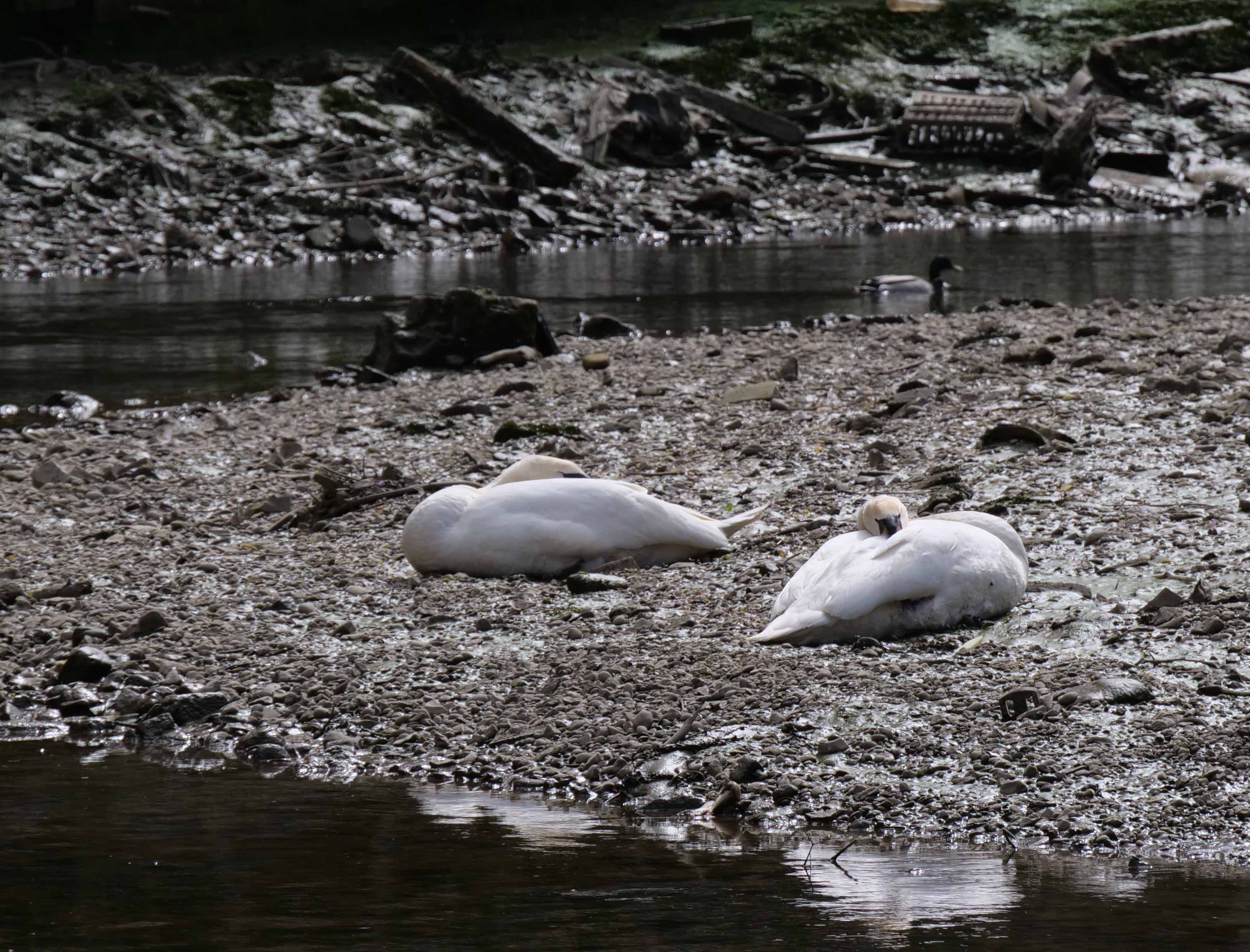 Swans on the shore