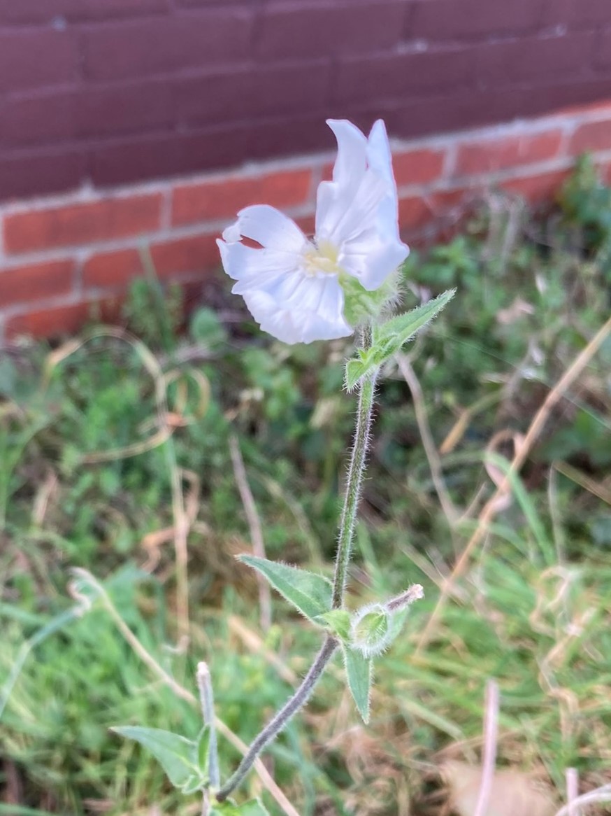 White Campion Silene latifolia