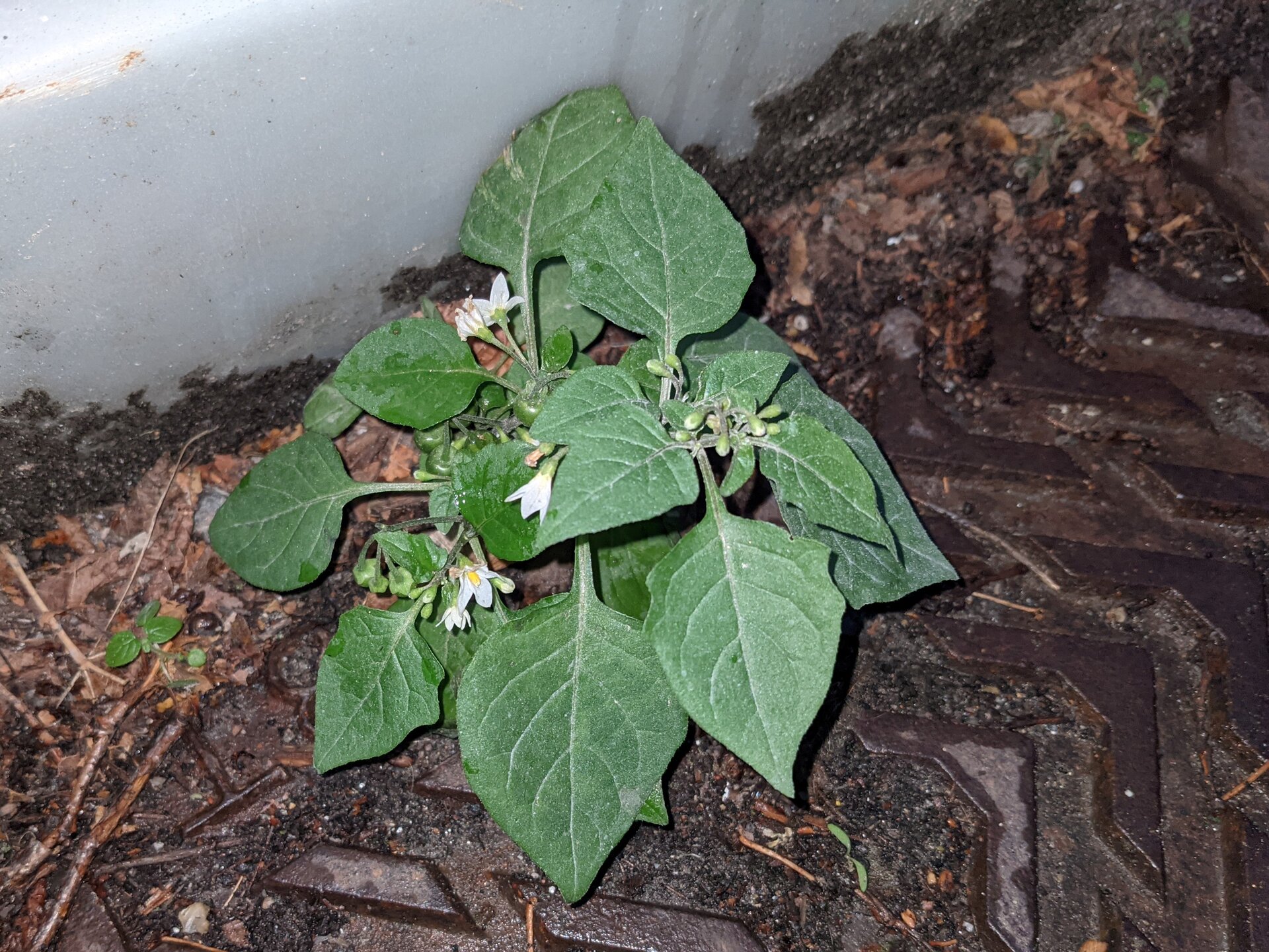 Black Nightshade Solanum nigrum