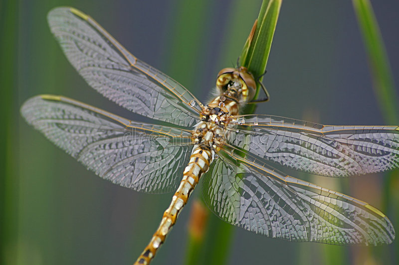 A dragonfly