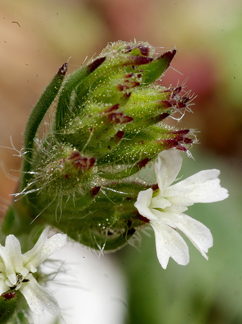  Small-flowered Catchfly