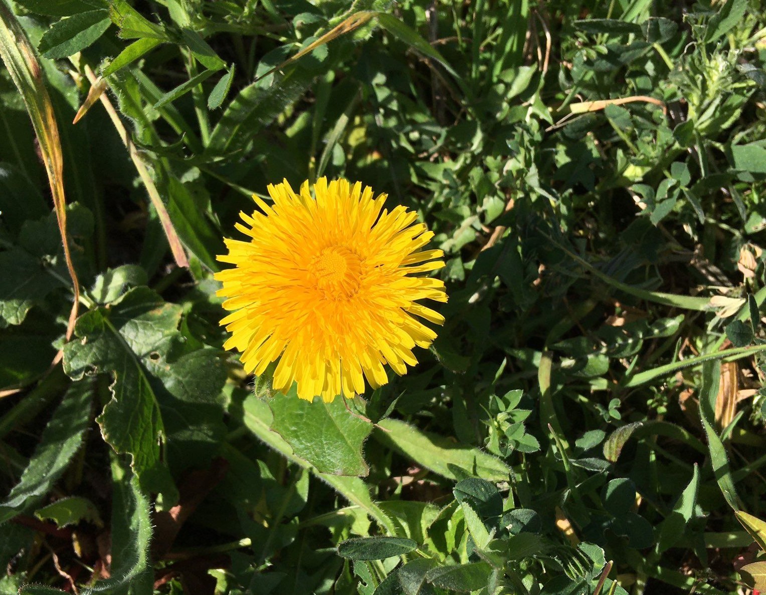 Dandelion