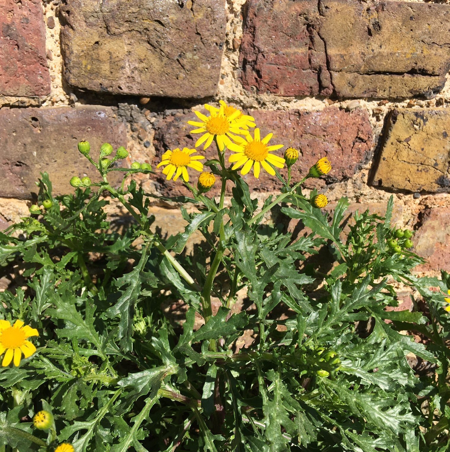 Oxford Ragwort