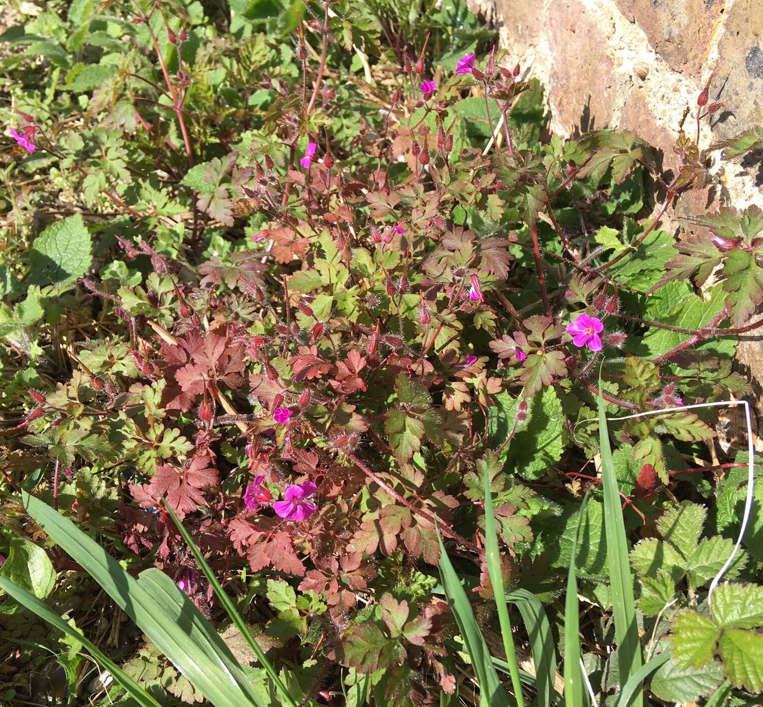 Herb Robert