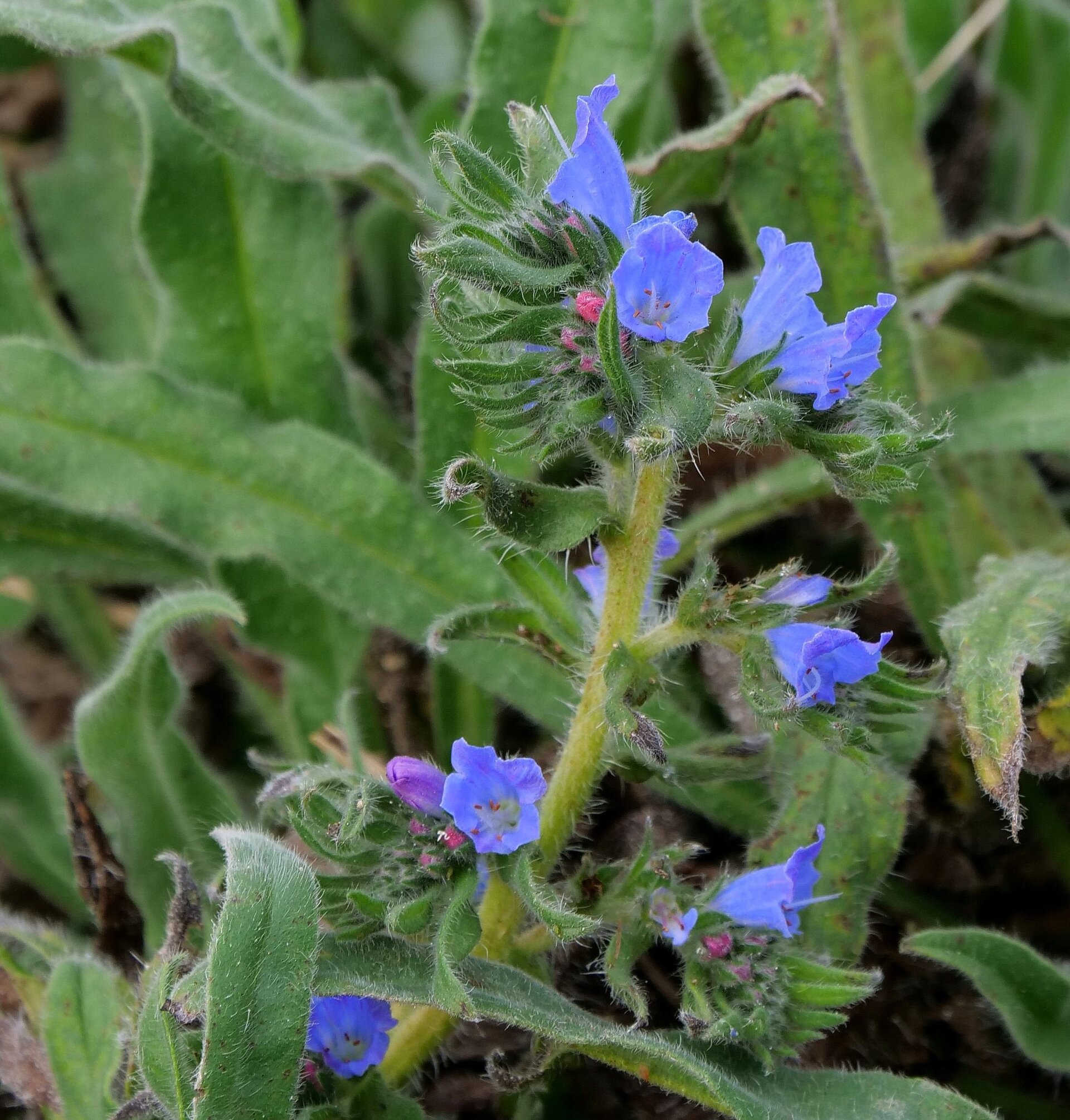 Vipers Bugloss