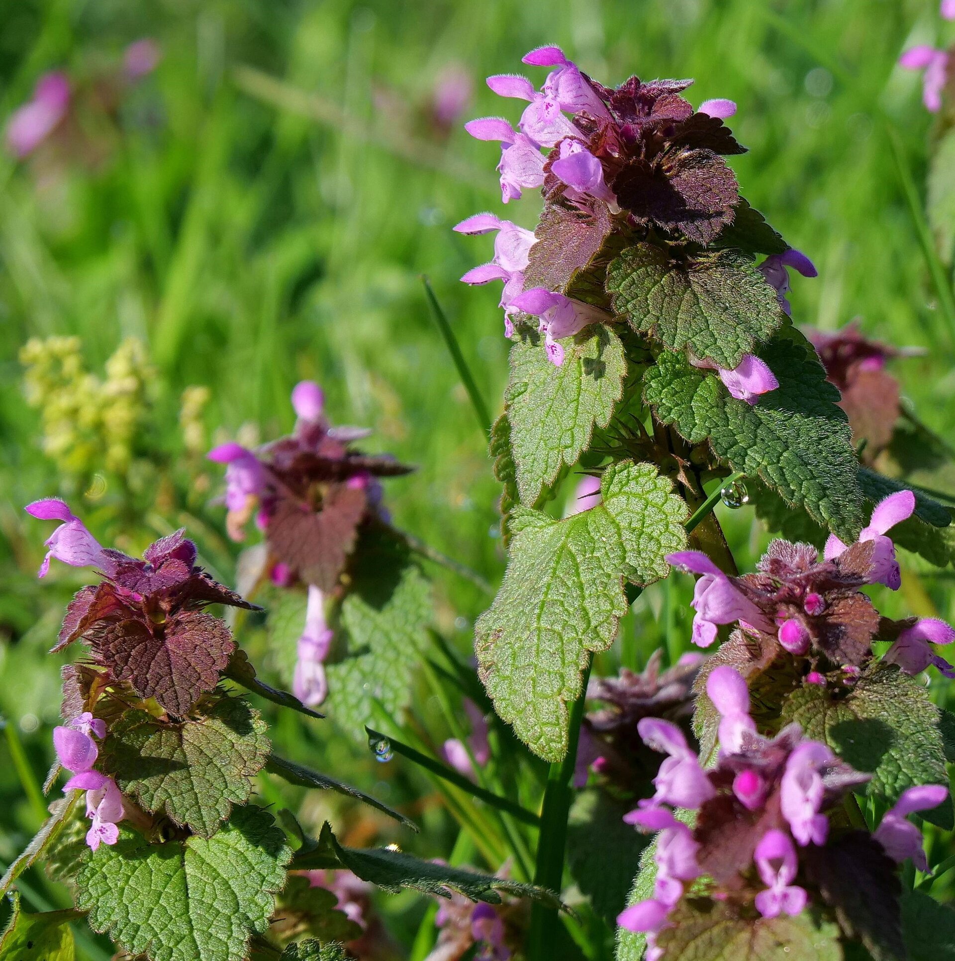 Red Dead Nettle